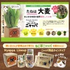 愛情こめて育てたニャッパを猫ちゃんに